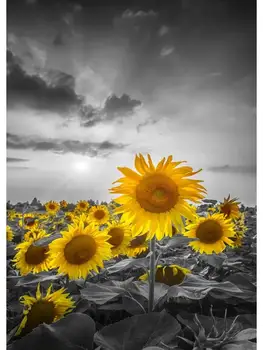 Saulėgrąžų Laukas Saulėlydžio Energingas Kraštovaizdžio Sienos Meno Tapybos Drobės Gražių Gėlių, Idealiai tinka gyvenamojo Kambario Dekoro - Nuotrauka 2  